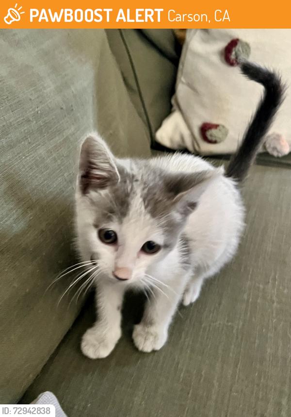 Found/Stray Male Cat last seen East El Presidio street, Carson, CA 90810