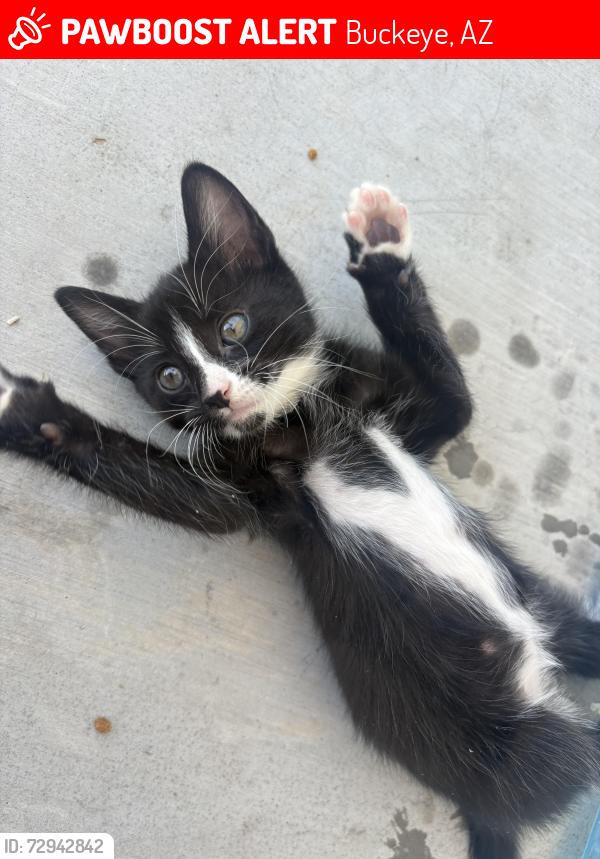Lost Female Cat last seen Near w fraktur rd, Buckeye, AZ 85326