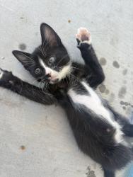 Lost Female Cat last seen Near w fraktur rd, Buckeye, AZ 85326