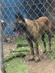 Found/Stray Male Dog last seen None, Perris, CA 92570