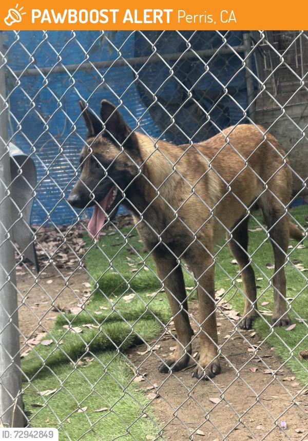 Found/Stray Male Dog last seen None, Perris, CA 92570