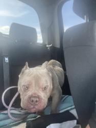 Shelter Stray Male Dog last seen Vanceboro, NC 28586, New Bern, NC 28562