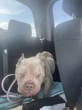 Shelter Stray Male Dog last seen Vanceboro, NC 28586, New Bern, NC 28562