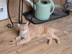 Found/Stray Male Cat last seen Wayside Church Road, Taylorsville, NC 28681