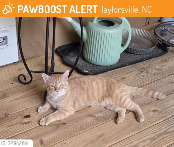 Found/Stray Male Cat last seen Wayside Church Road, Taylorsville, NC 28681