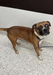 Shelter Stray Male Dog last seen East Point, GA 30344, Atlanta, GA 30336