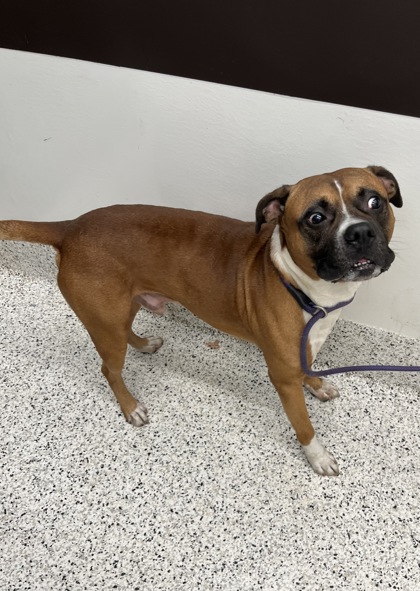Shelter Stray Male Dog last seen East Point, GA 30344, Atlanta, GA 30336