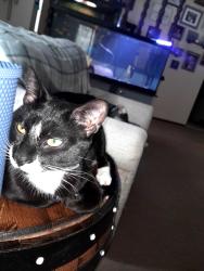 Reunited Male Cat last seen St Joe River , Bristol, IN 46507