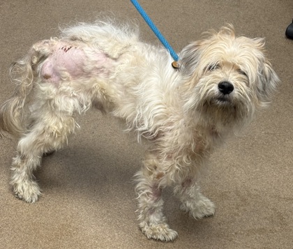 Shelter Stray Male Dog last seen Near Covington Highway, Decatur 30035, 30035, GA, Atlanta, GA 30341