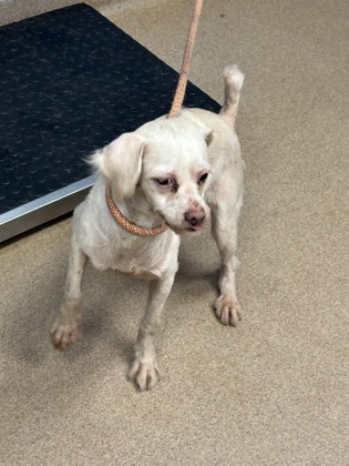 Shelter Stray Female Dog last seen Near Covington Highway Lithonia, 30058,, 30058, GA, Atlanta, GA 30341