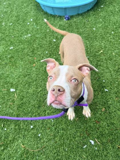 Shelter Stray Female Dog last seen Near Bridgeview, 21225, MD, Baltimore, MD 21230