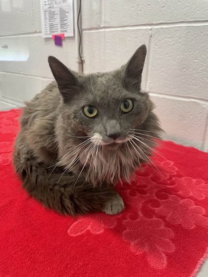 Shelter Stray Male Cat last seen Near Marne Balt., MD 21224, 21224, MD, Baltimore, MD 21230