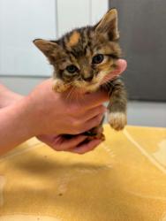 Shelter Stray Female Cat last seen E 42nd St and Pitman Ave, 64133, MO, Kansas City, MO 64132