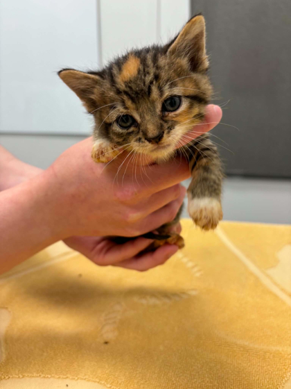 Shelter Stray Female Cat last seen E 42nd St and Pitman Ave, 64133, MO, Kansas City, MO 64132