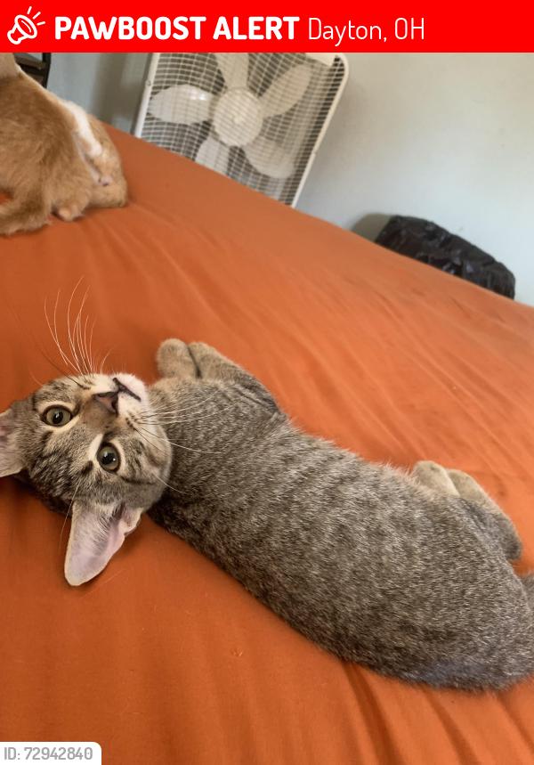 Lost Male Cat last seen Kettering field area, Dayton, OH 45404