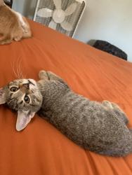 Lost Male Cat last seen Kettering field area, Dayton, OH 45404