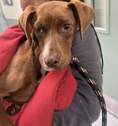 Shelter Stray Female Dog last seen Oakland, CA 94607, Oakland, CA 94601