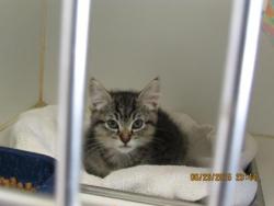 Shelter Stray Female Cat last seen , CA , Oakland, CA 94601