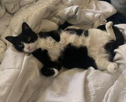 Lost Female Cat last seen Park hill and 83rd Street , Los Angeles, CA 90045