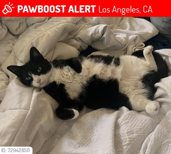 Lost Female Cat last seen Park hill and 83rd Street , Los Angeles, CA 90045