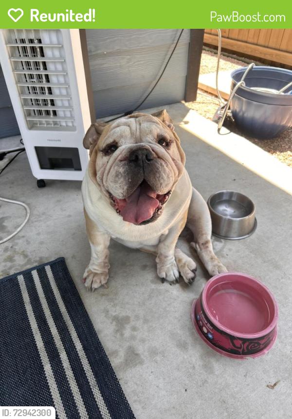 Reunited Male Dog last seen Cooper and New Braunfels, San Antonio, TX 78210