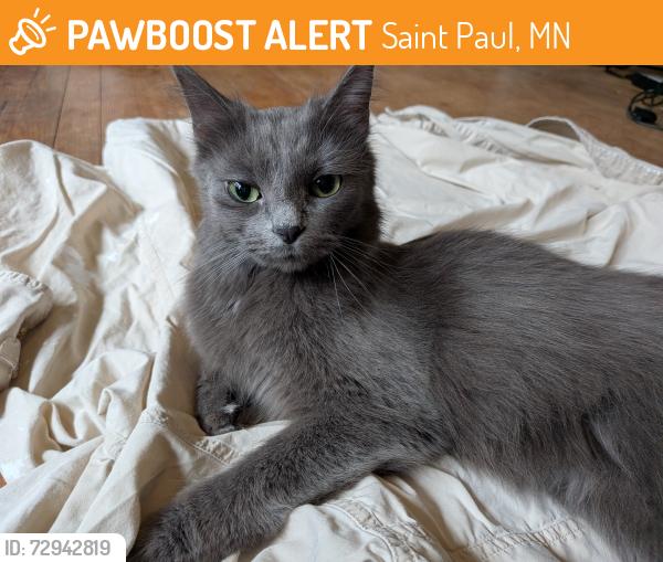 Found/Stray Female Cat last seen Shields and Wheeler, Saint Paul, MN 55104