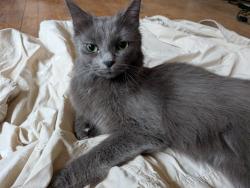 Found/Stray Female Cat last seen Shields and Wheeler, Saint Paul, MN 55104