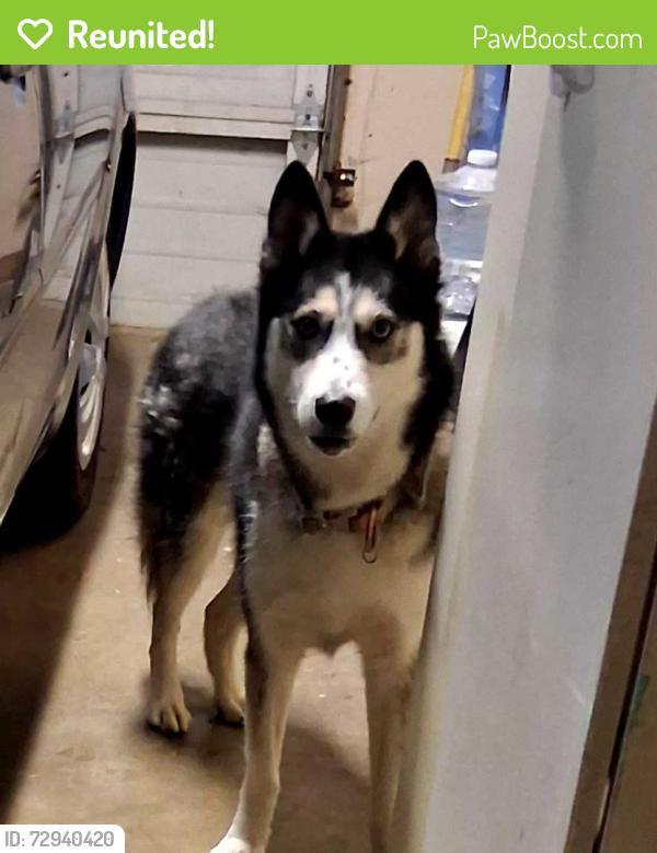 Reunited Unknown Dog last seen Se 67th and Knight st, Portland, OR 97206