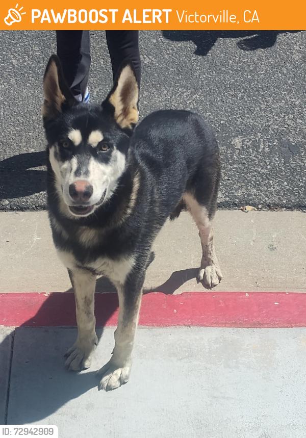 Found/Stray Male Dog last seen Seneca and arlette, Victorville, CA 92394
