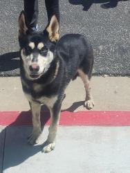 Found/Stray Male Dog last seen Seneca and arlette, Victorville, CA 92394