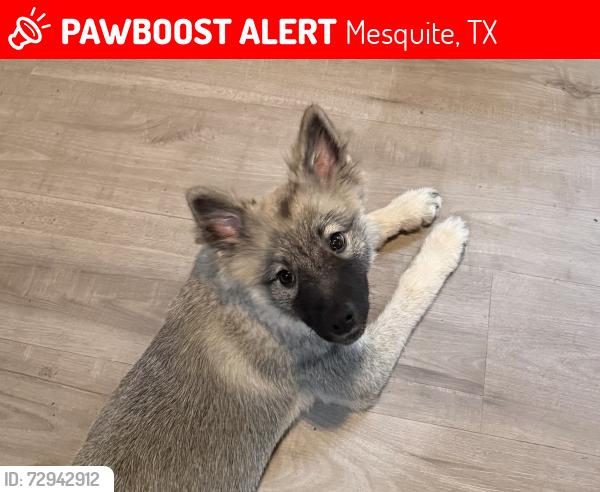 Lost Male Dog last seen Baker park, Mesquite, TX 75150