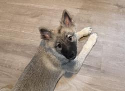 Lost Male Dog last seen Baker park, Mesquite, TX 75150