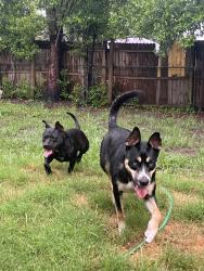 Found/Stray Female Dog last seen Patou & la valle dr , Jacksonville, FL 32210