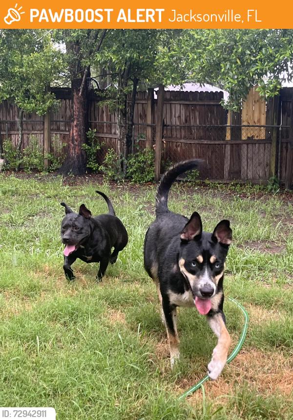 Found/Stray Female Dog last seen Patou & la valle dr , Jacksonville, FL 32210