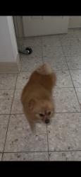 Lost Female Dog last seen Near walters, Houston, TX 77067