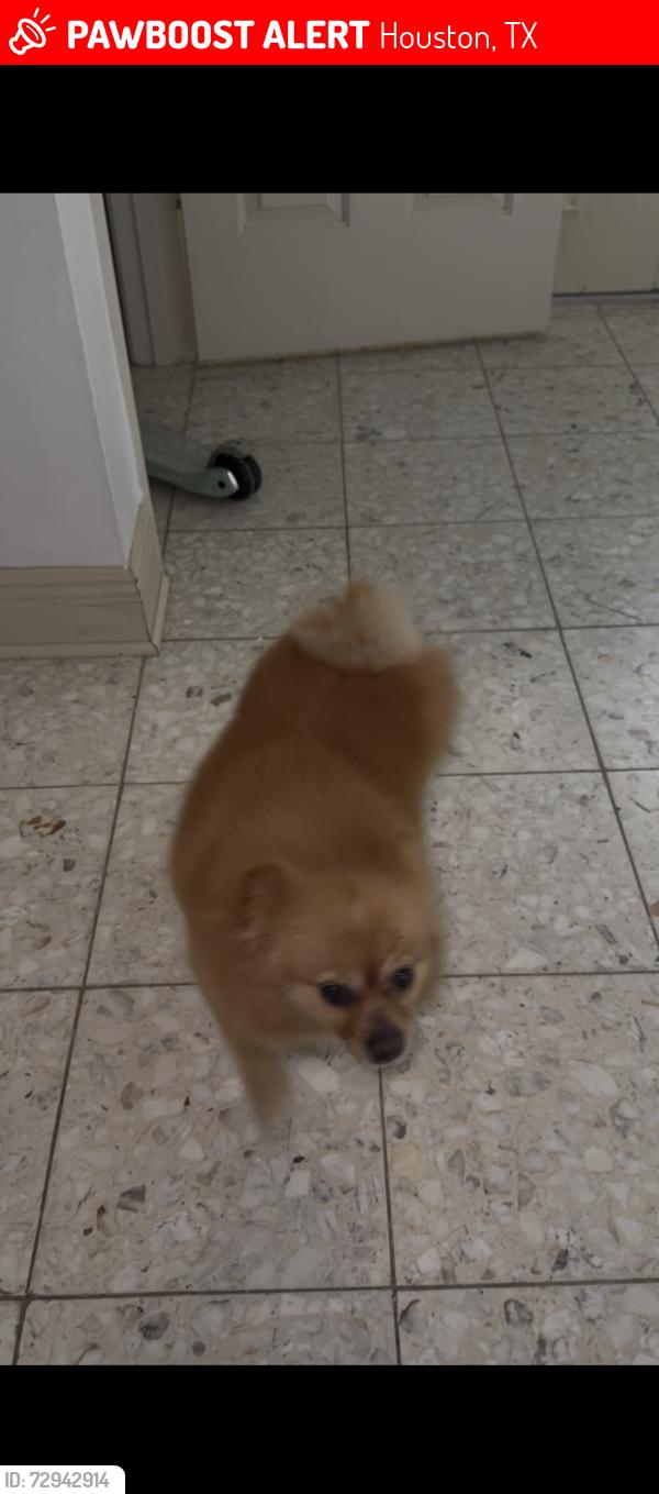 Lost Female Dog last seen Near walters, Houston, TX 77067