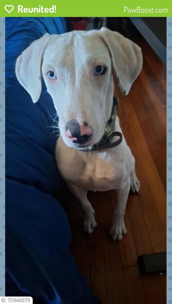 Reunited Male Dog last seen Vanderbilt , San Antonio, TX 78210