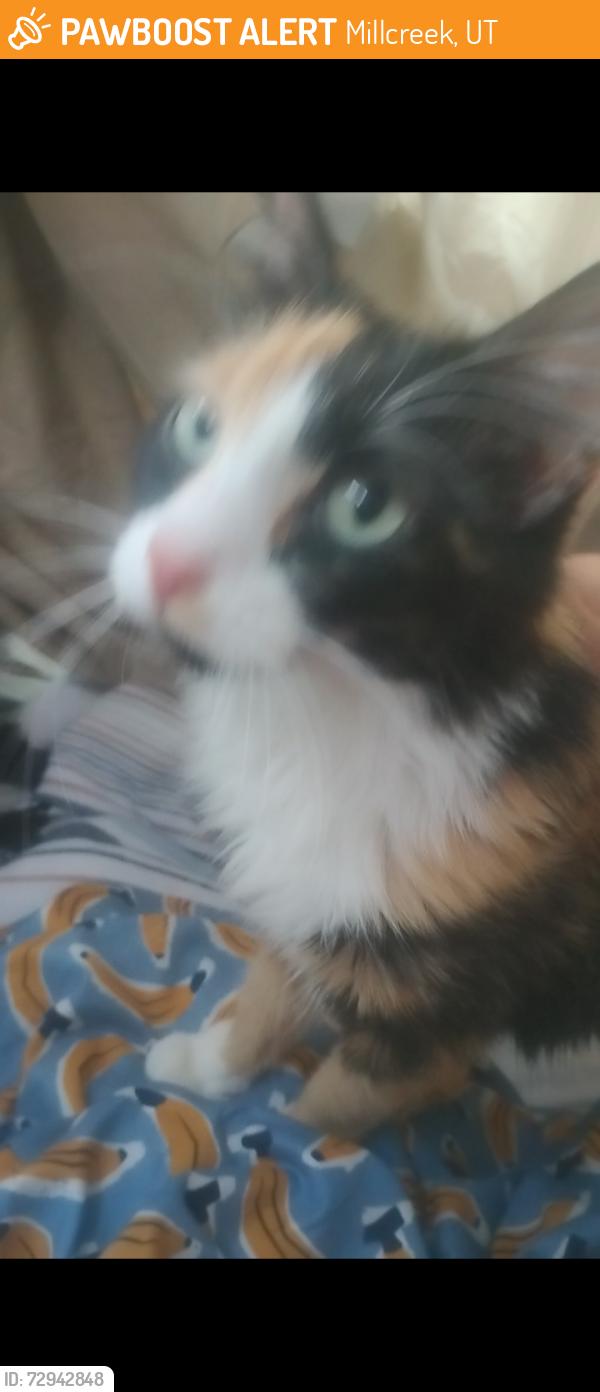 Found/Stray Female Cat last seen Near s. 700 e., Millcreek, UT 84106