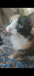 Found/Stray Female Cat last seen Near s. 700 e. , Millcreek, UT 84106