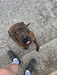Found/Stray Male Dog last seen 4th and Derby, Chattanooga, TN 37404