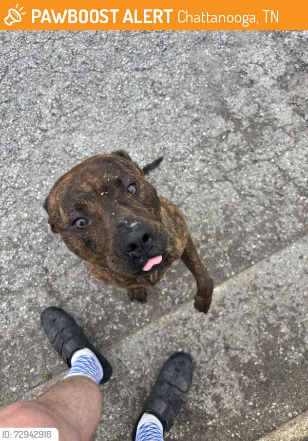 Found/Stray Male Dog last seen 4th and Derby, Chattanooga, TN 37404