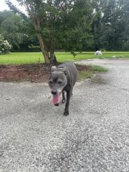 Found/Stray Female Dog last seen Sunoco Gas Station, Rincon, GA 31326