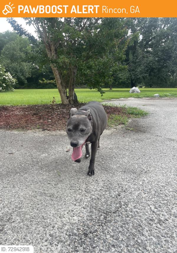 Found/Stray Female Dog last seen Sunoco Gas Station, Rincon, GA 31326