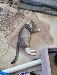 Reunited Female Cat last seen Near and Bennett Lawson , Mansfield, TX 76063