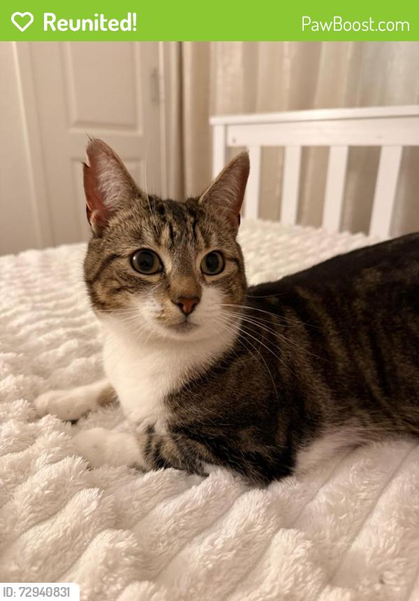 Reunited Female Cat last seen Meikle Earnock , South Lanarkshire, Scotland ML3 8DL