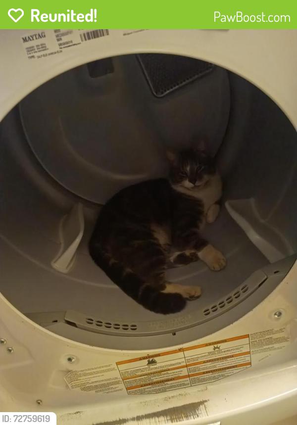 Reunited Male Cat last seen Old Mill/Day Rd , La Pine, OR 97739