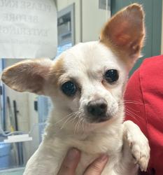 Shelter Stray Male Dog last seen OR, Troutdale, OR 97060