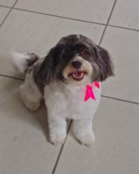 Reunited Female Dog last seen hmstd , lowes ,, Homestead, FL 33033