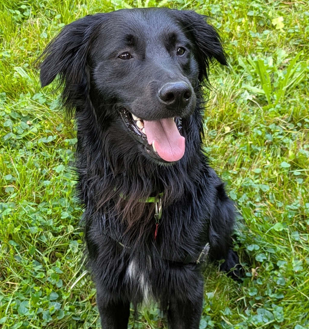 Shelter Stray Male Dog last seen none, PORTLAND, OR, 97201, Troutdale, OR 97060