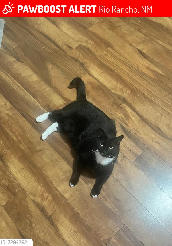 Lost Male Cat last seen Northern and broadmoor , Rio Rancho, NM 87124